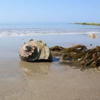 Great Green Turban Shell | Large Turbo Marmoratus | Natural Seashell