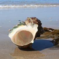 Great Green Turban Shell | Large Turbo Marmoratus | Natural Seashell