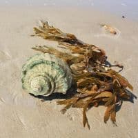 Great Green Turban Shell | Large Turbo Marmoratus | Natural Seashell
