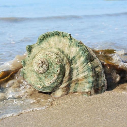 Great Green Turban Shell - large