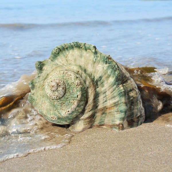 Great Green Turban Shell | Large Turbo Marmoratus | Natural Seashell