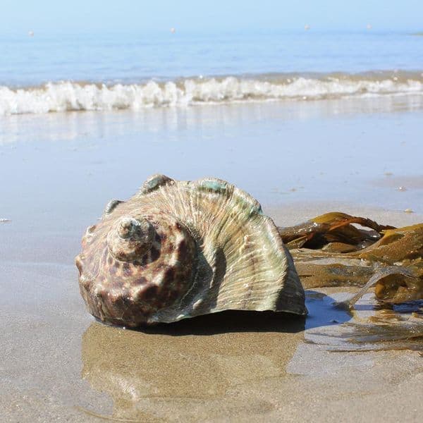 Great Green Turban Shell | Large Turbo Marmoratus | Natural Seashell