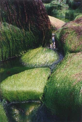 Green Rocks - Coastal Card