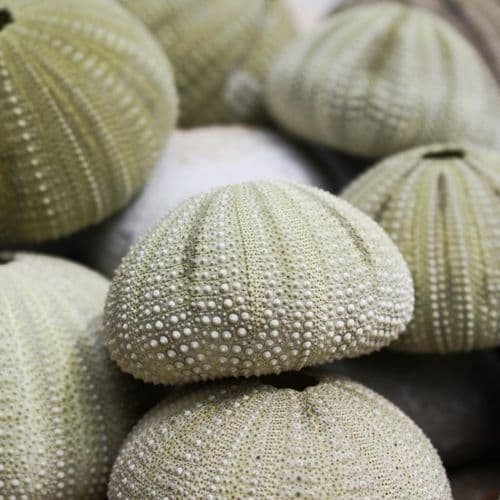 Green Sea Urchin