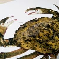 Green Shore Crab Print | Martyn Warren | Carcinus Maenas
