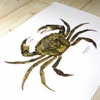 Green Shore Crab Print | Martyn Warren | Carcinus Maenas