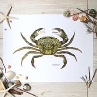 Green Shore Crab Print | Martyn Warren | Carcinus Maenas