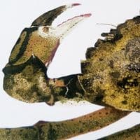 Green Shore Crab Print | Martyn Warren | Carcinus Maenas