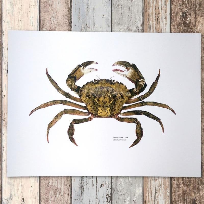 Green Shore Crab Print