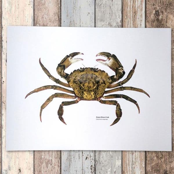 Green Shore Crab Print | Martyn Warren | Carcinus Maenas