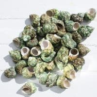 Green Turban Shell | Bruneus Turbo | Natural Seashell