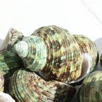 Green Turban Shell | Bruneus Turbo | Natural Seashell