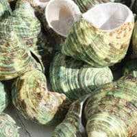 Green Turban Shell | Bruneus Turbo | Natural Seashell