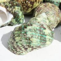 Green Turban Shell | Bruneus Turbo | Natural Seashell