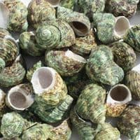 Green Turban Shell | Bruneus Turbo | Natural Seashell