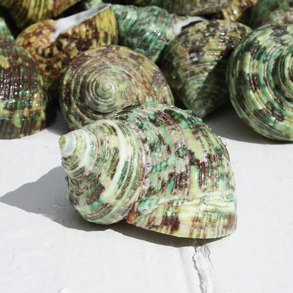 Green Turban Shell | Bruneus Turbo | Natural Seashell