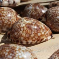 Harlequin Cowrie Shell | Cyprea Mauritia Histrio Westralis | Natural Seashell