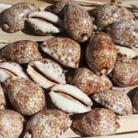 Harlequin Cowrie Shell | Cyprea Mauritia Histrio Westralis | Natural Seashell