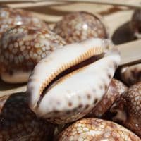 Harlequin Cowrie Shell | Cyprea Mauritia Histrio Westralis | Natural Seashell