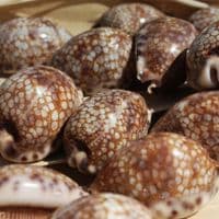 Harlequin Cowrie Shell | Cyprea Mauritia Histrio Westralis | Natural Seashell