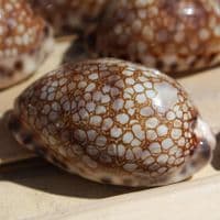 Harlequin Cowrie Shell | Cyprea Mauritia Histrio Westralis | Natural Seashell