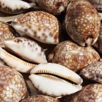 Harlequin Cowrie Shell | Cyprea Mauritia Histrio Westralis | Natural Seashell