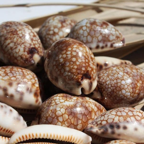 Harlequin Cowrie Shell | Cyprea Mauritia Histrio Westralis | Natural Seashell