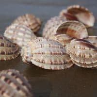 Harp Shell