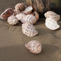Harp Shell