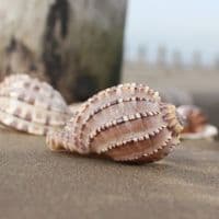 Harp Shell
