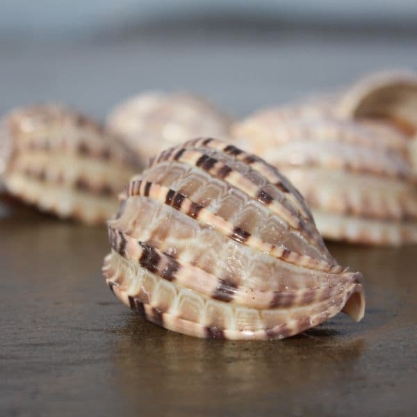 Harp Shell