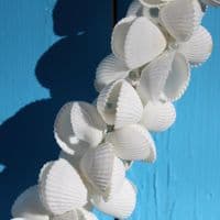 Heart Shaped Cockle Shell Wreath