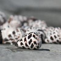 Hebrew Cone Shell | Conus Ebracus | Beach Shells