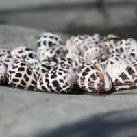 Hebrew Cone Shell | Conus Ebracus | Beach Shells