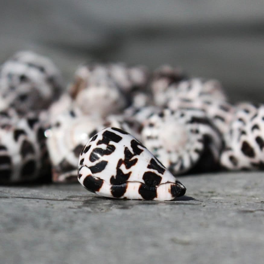 Hebrew Cone Shell Conus Ebracus Beach Shells