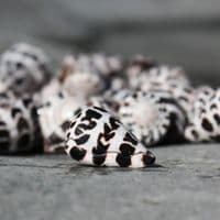 Hebrew Cone Shell | Conus Ebracus | Beach Shells