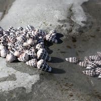 Hebrew Cone Shell | Conus Ebracus | Beach Shells