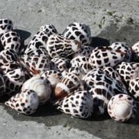 Hebrew Cone Shell | Conus Ebracus | Beach Shells