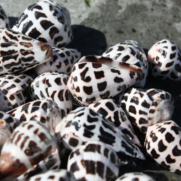 Hebrew Cone Shell | Conus Ebracus | Beach Shells