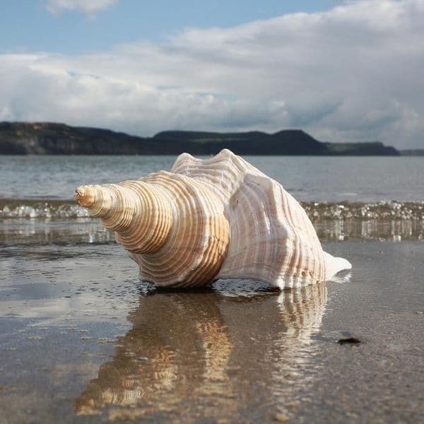 Hemifusus Conch Shell | Colossal False Fusus