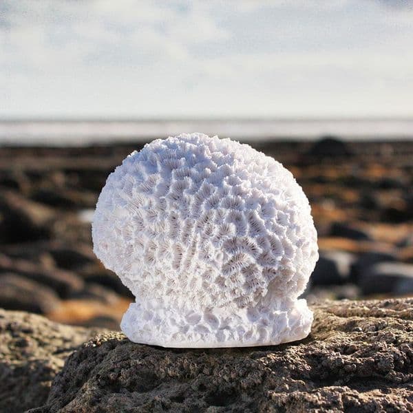 Honeycomb Coral Sculpture