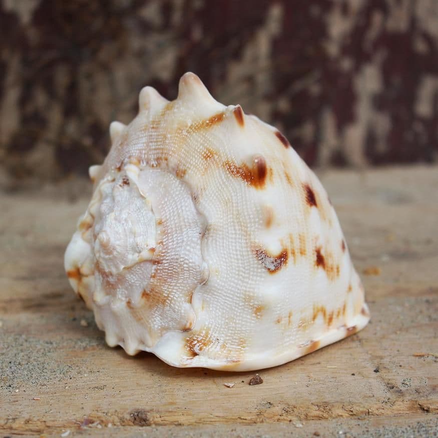 Horned Helmet Shell | Cassis Cornuta | Beach Shells
