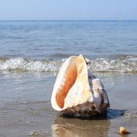 Horned Helmet Shell | Cassis Cornuta | Beach Shells