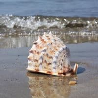 Horned Helmet Shell | Cassis Cornuta | Beach Shells