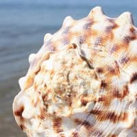 Horned Helmet Shell | Cassis Cornuta | Beach Shells