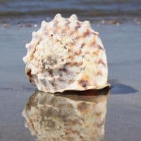 Horned Helmet Shell | Cassis Cornuta | Beach Shells