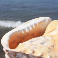 Horned Helmet Shell | Cassis Cornuta | Beach Shells
