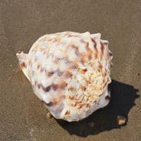 Horned Helmet Shell | Cassis Cornuta | Beach Shells