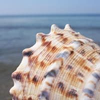 Horned Helmet Shell | Cassis Cornuta | Beach Shells