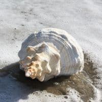Horse Conch Shell | Triplofusus Giganteu | Florida Horse Conch | Beach Shells